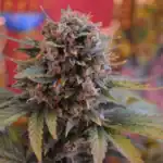 flores cbd