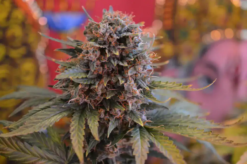 flores cbd